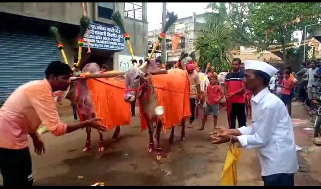 Ambil Gada Bullock Jodi procession in excitement on the occasion of Hanuman Yatra at Mudaga