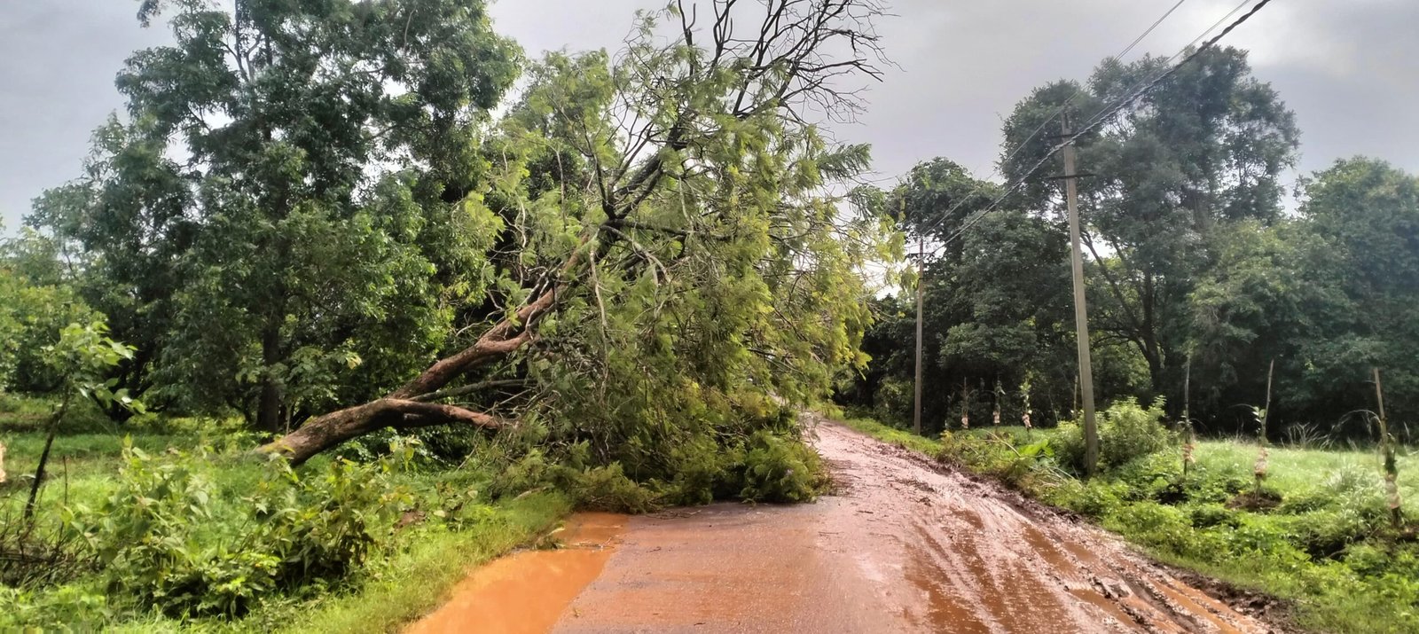 A tree fell on the main road at Bijgarni, luckily no casualties